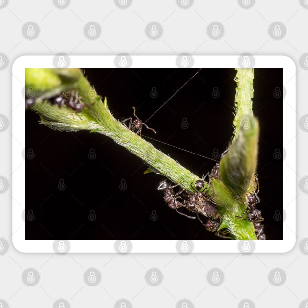 Unique and organic photo of a swarm of ants tending a treehopper Sticker by AvonPerception